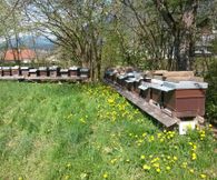 Bienenstöcke mit sonnigen Ausblick