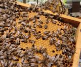 Unsere Mitarbeiter sammeln schon fleißig den ersten Honig